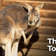 Illustration for article titled Report: Kangaroo At Petting Zoo Can’t Be Good